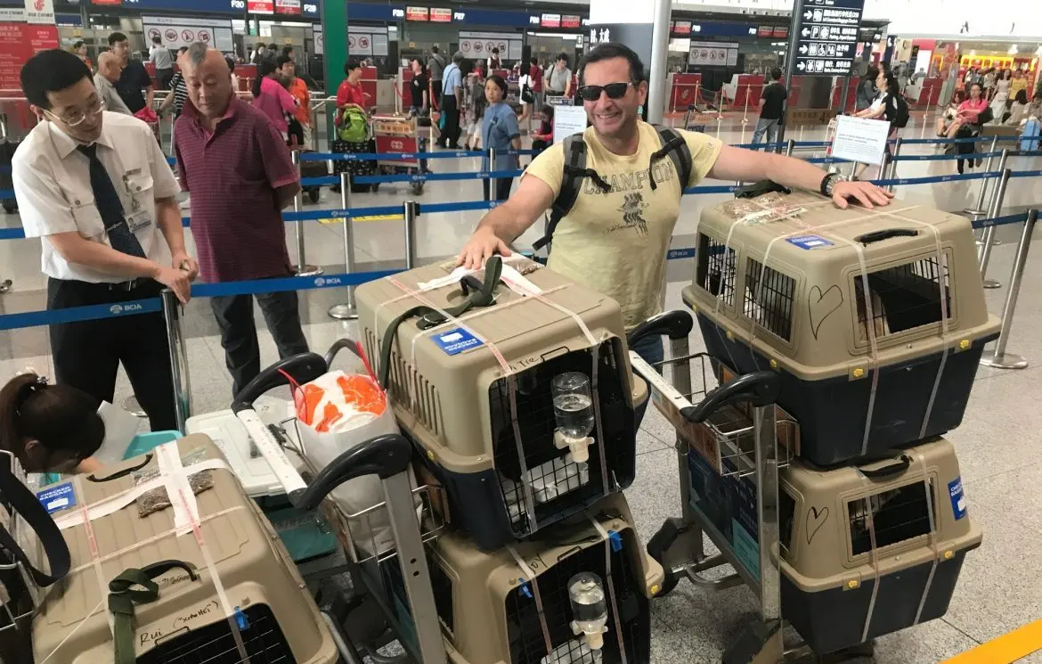 Jason Walker at a Beijing airport check-in desk, beside trolleys stacked with tagged crates of rescue dogs