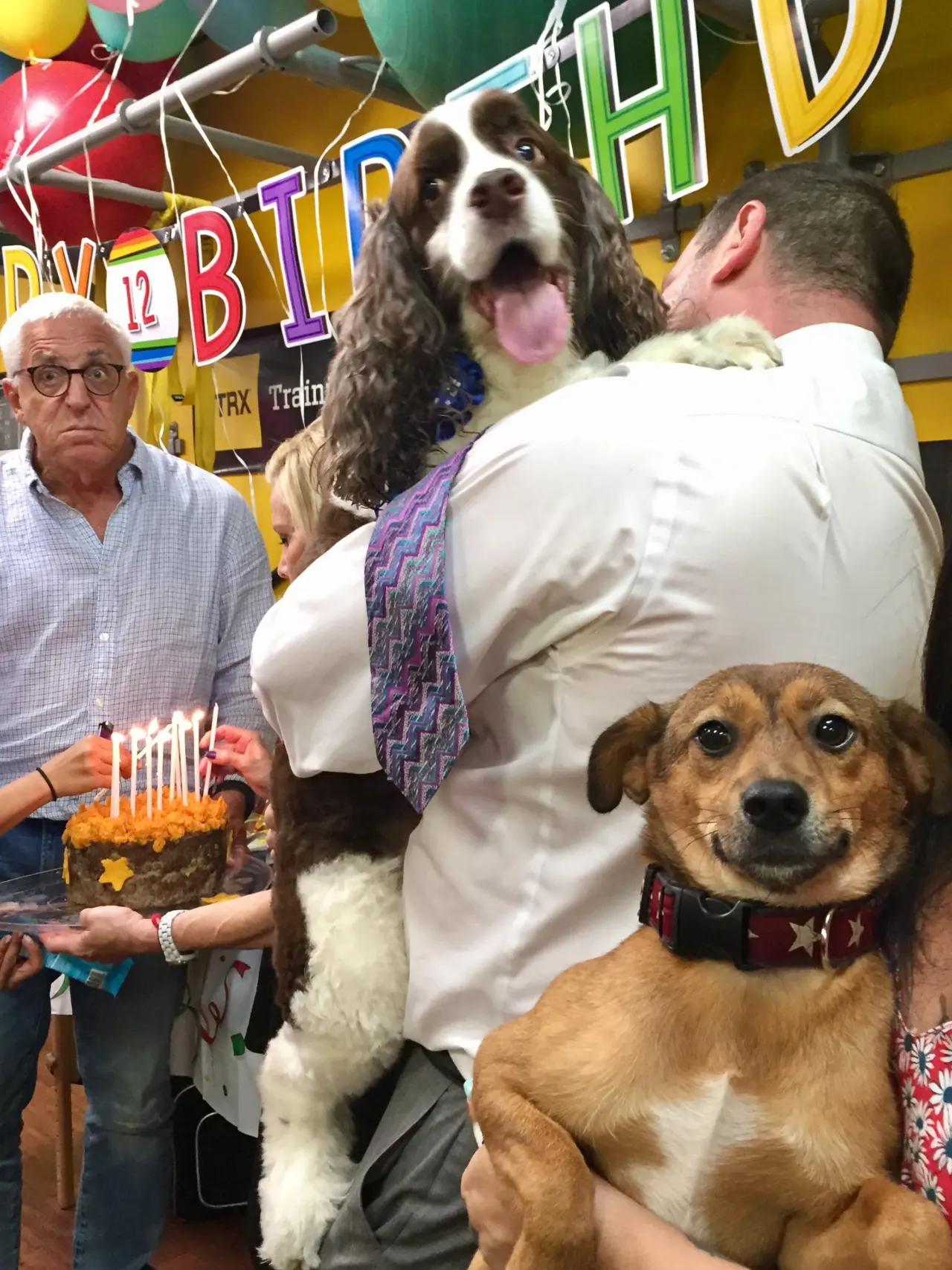 A birthday cake, and a dog who noticed it