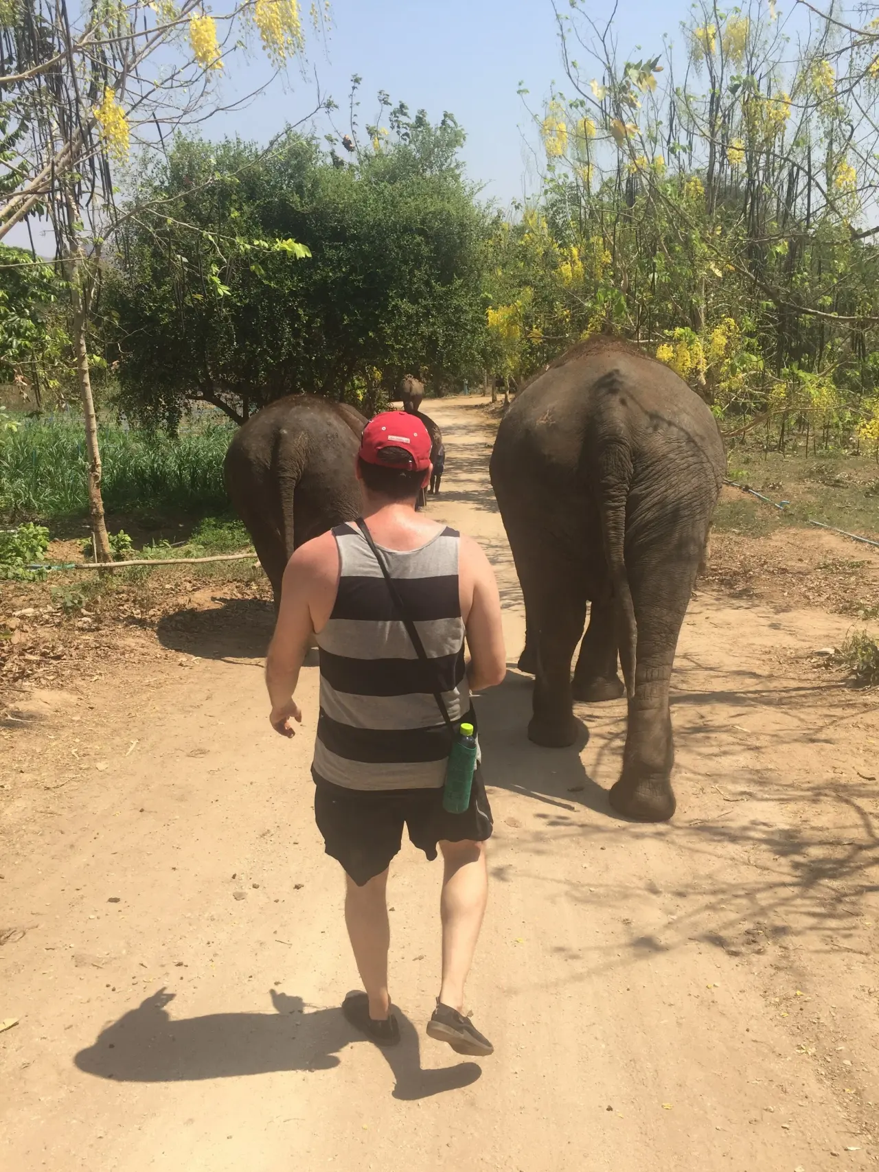 Jason Walker walking behind two elephants on a track in Thailand